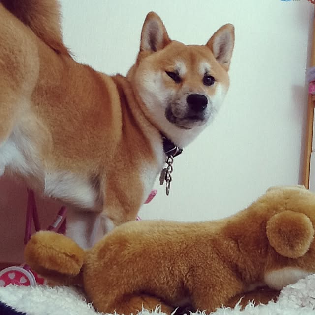 kotaさんの実例写真