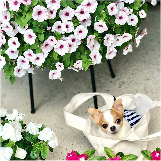 cocoさんの実例写真
