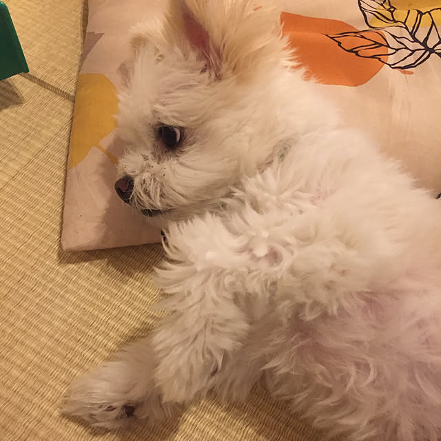 bonさんの実例写真