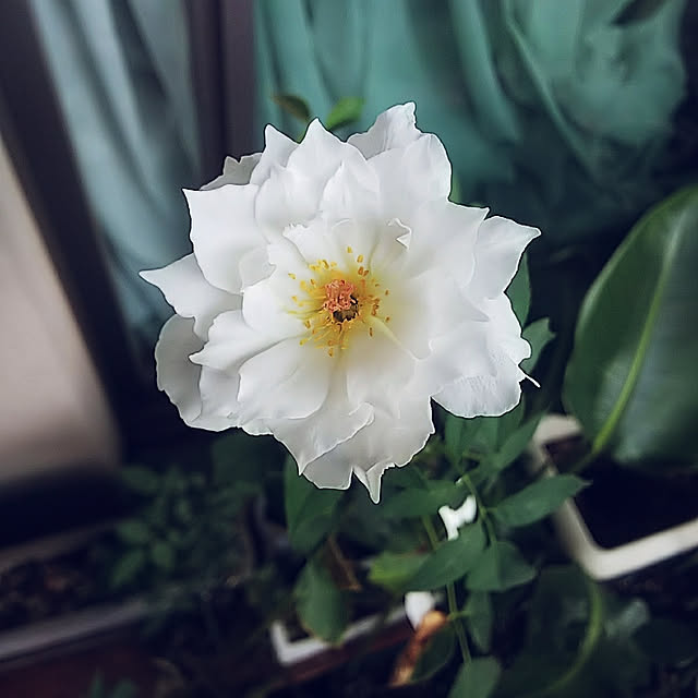 hiromimiさんの実例写真