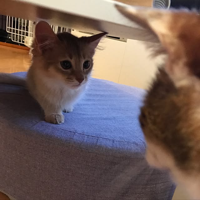 mi-mi-373さんの実例写真