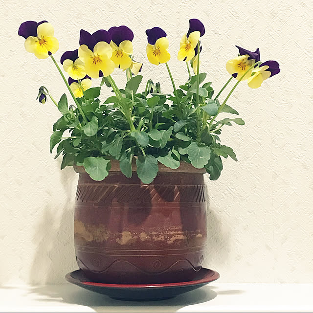 fuyiqian1026さんの実例写真