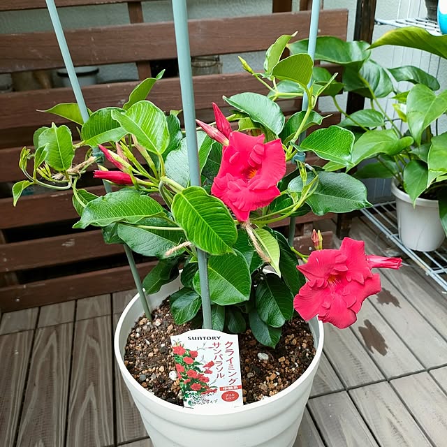 VERANDARJUNさんの部屋