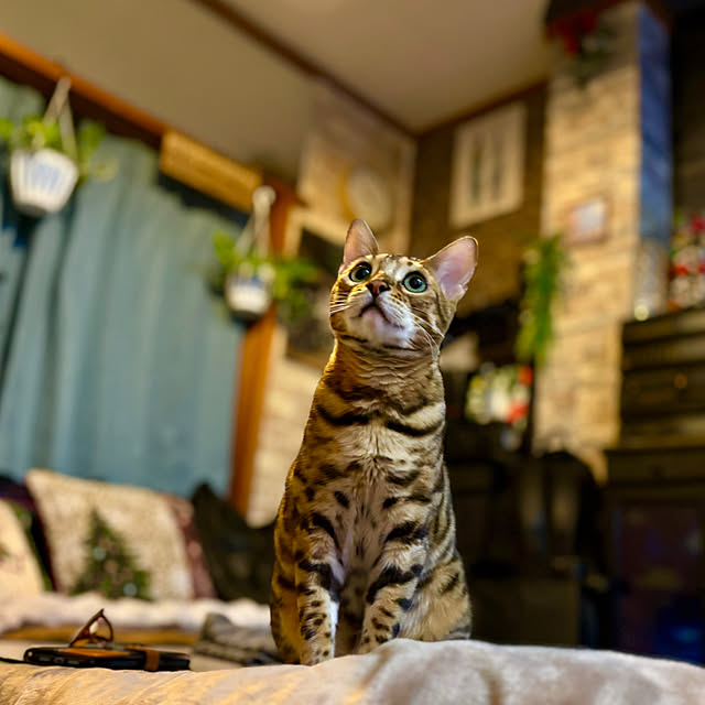 tututu0204さんの実例写真