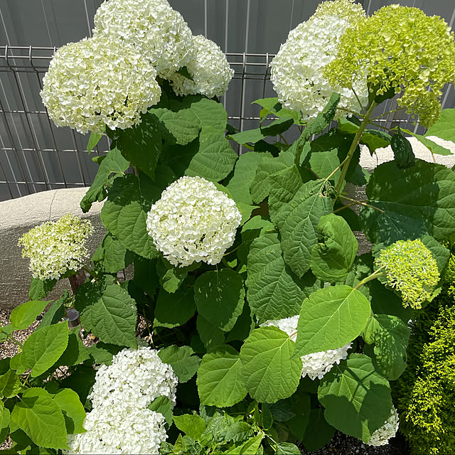 実例写真