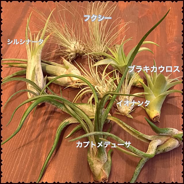 l_heureuxさんの実例写真