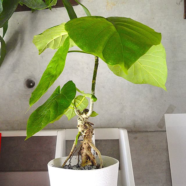 koHakuさんの実例写真