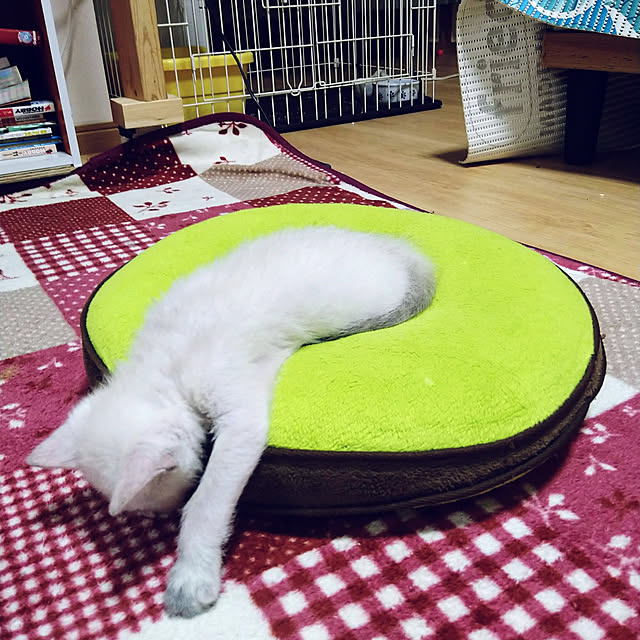 kiyohima229さんの実例写真