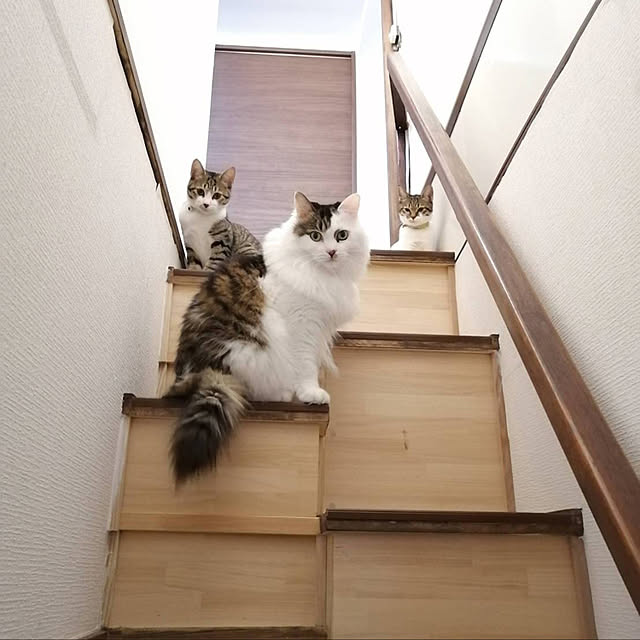 tayuさんの実例写真
