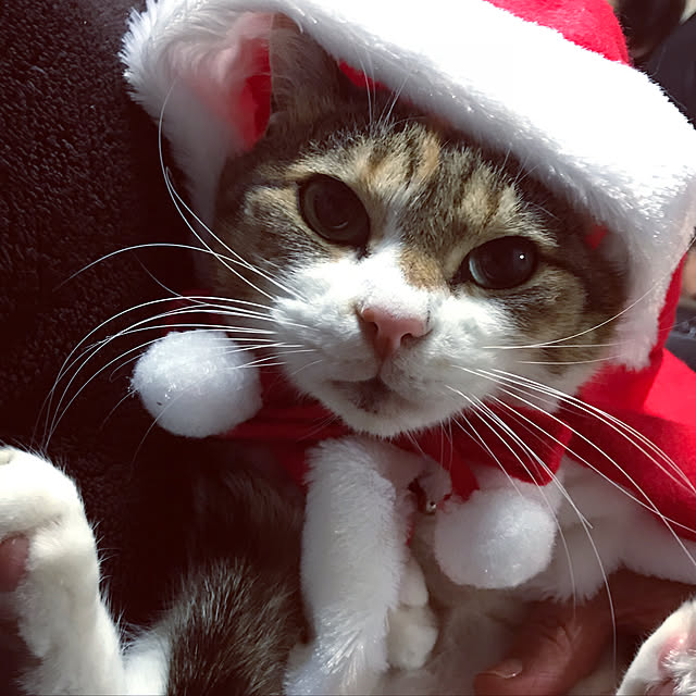 koさんの実例写真