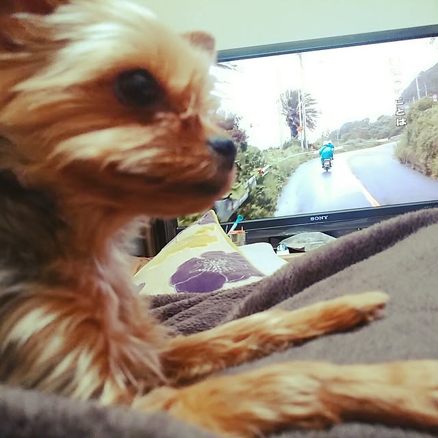 riku-papaさんの実例写真