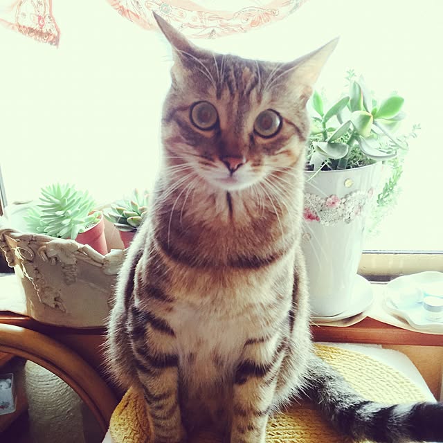 MASAさんの実例写真