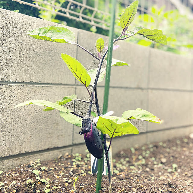 Haruさんの実例写真