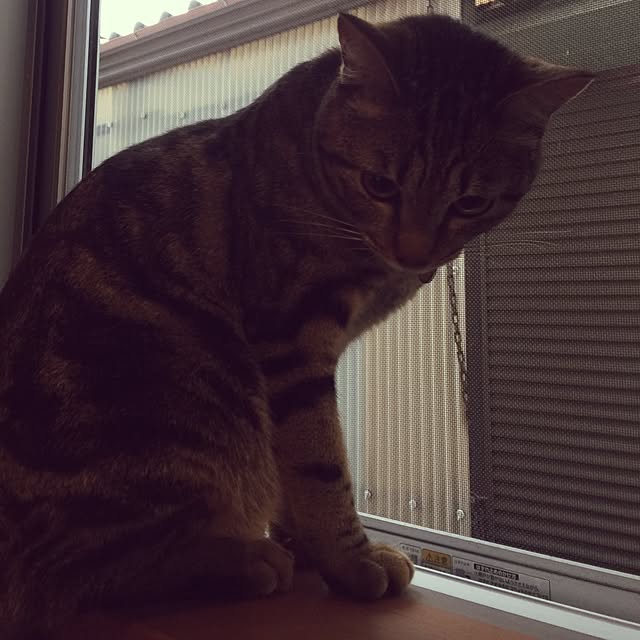 RIN5さんの実例写真