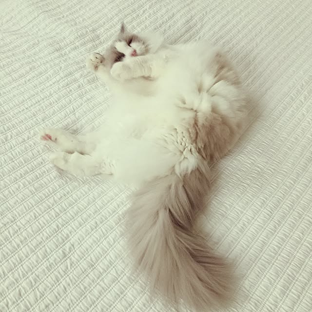 yuchiさんの実例写真