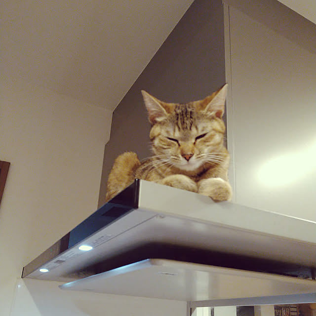 mamekoさんの実例写真