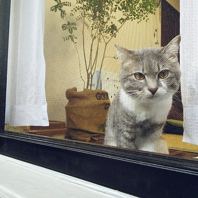 lovepandaさんの実例写真