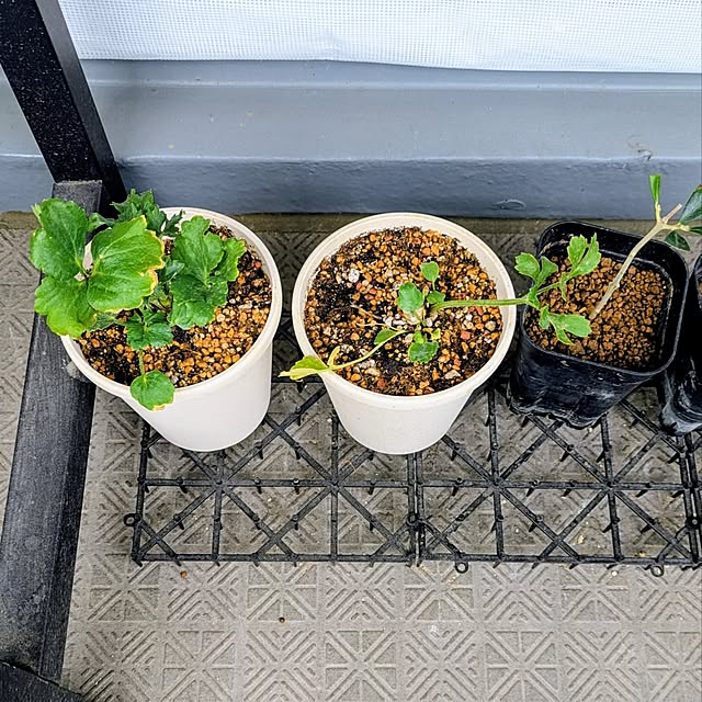 mi-saさんの部屋