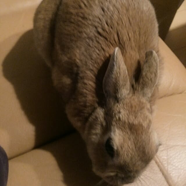acaさんの実例写真