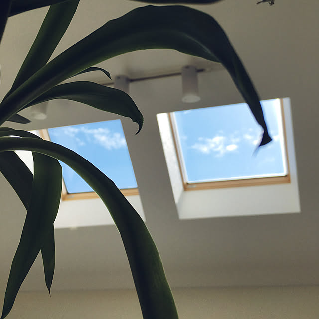 shihoさんの実例写真