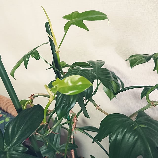 hopkeiさんの実例写真
