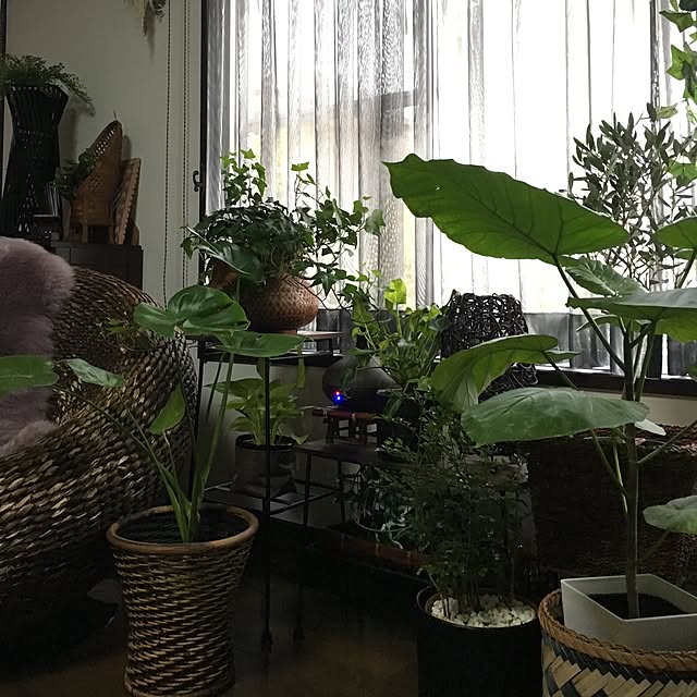 cocotaiさんの実例写真