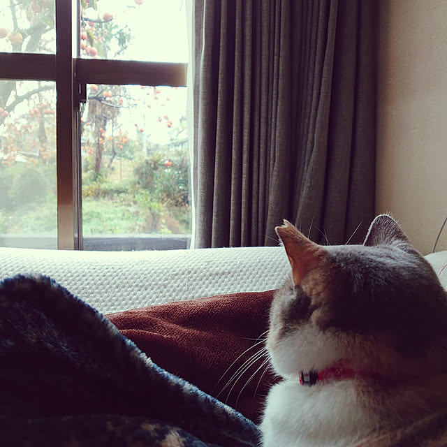 fukuさんの実例写真