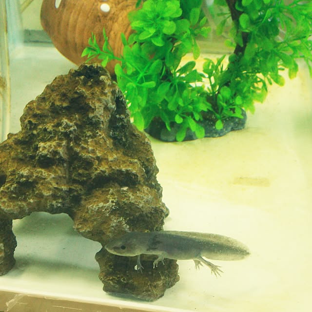 Tirorinさんの実例写真