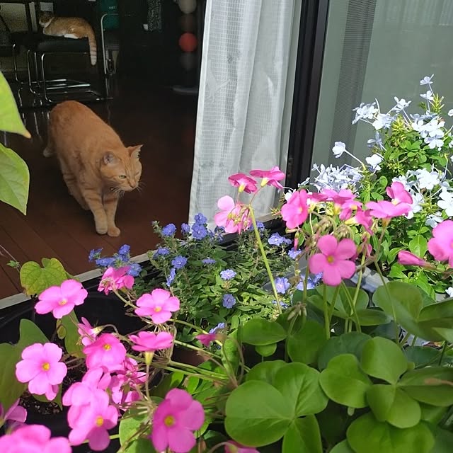 NOAHさんの部屋