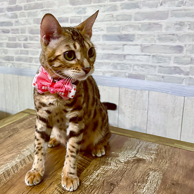 tututu0204さんの部屋