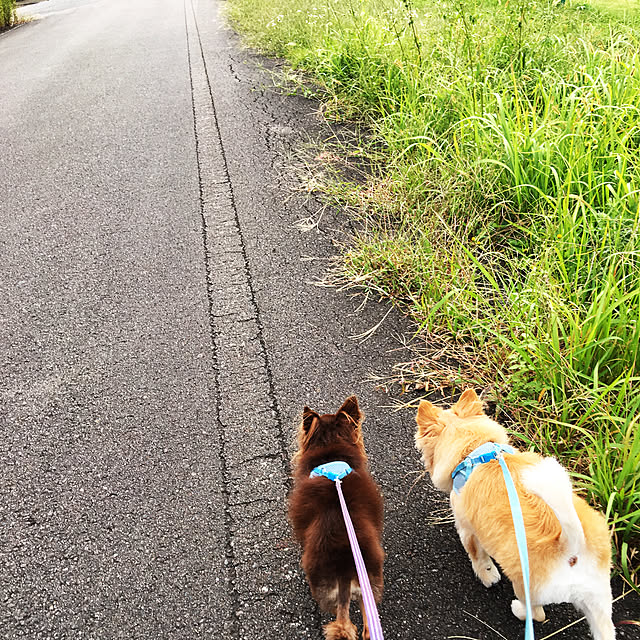 実例写真