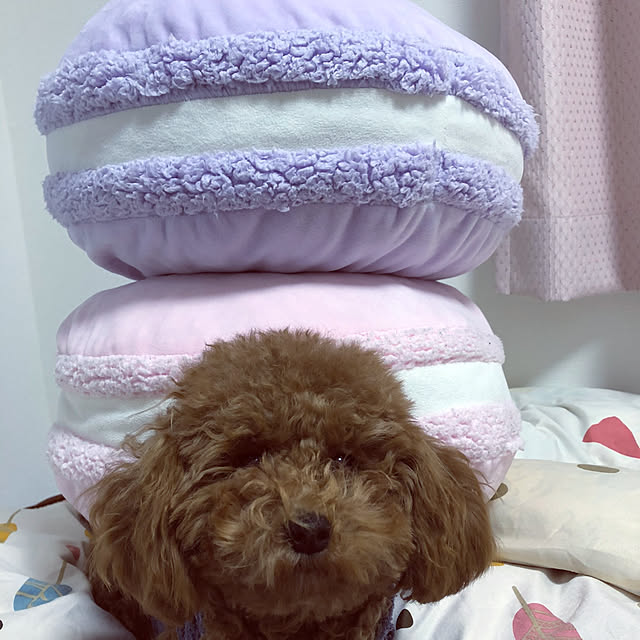 Meguさんの実例写真