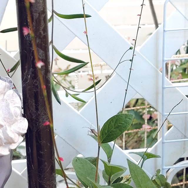 Bienvenueさんの部屋