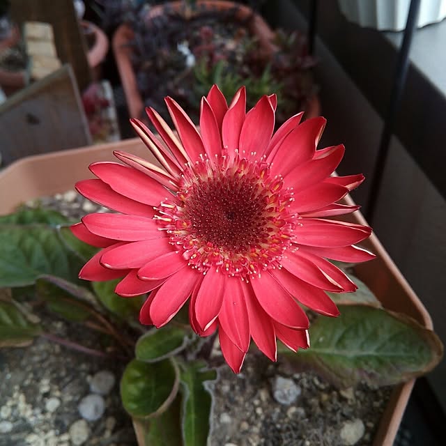 VERANDARJUNさんの実例写真