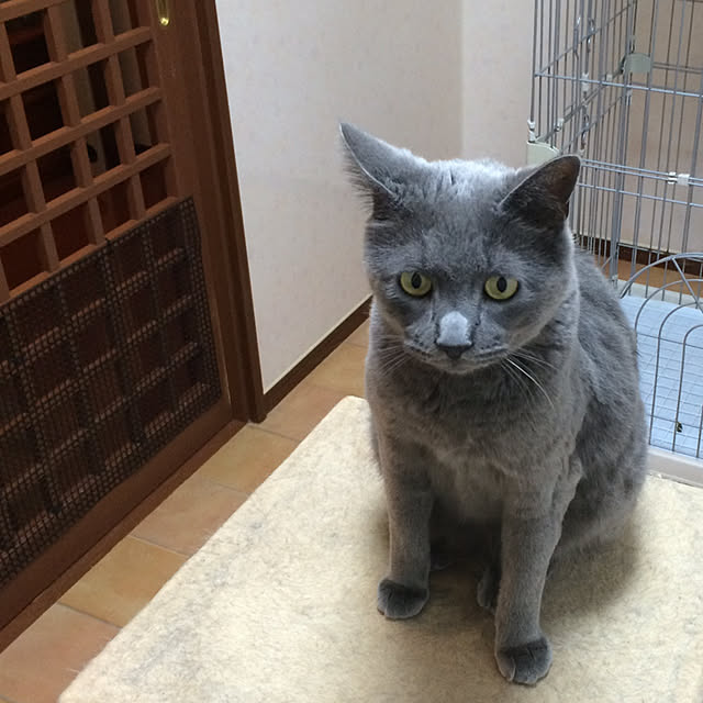 nya_sanさんの実例写真