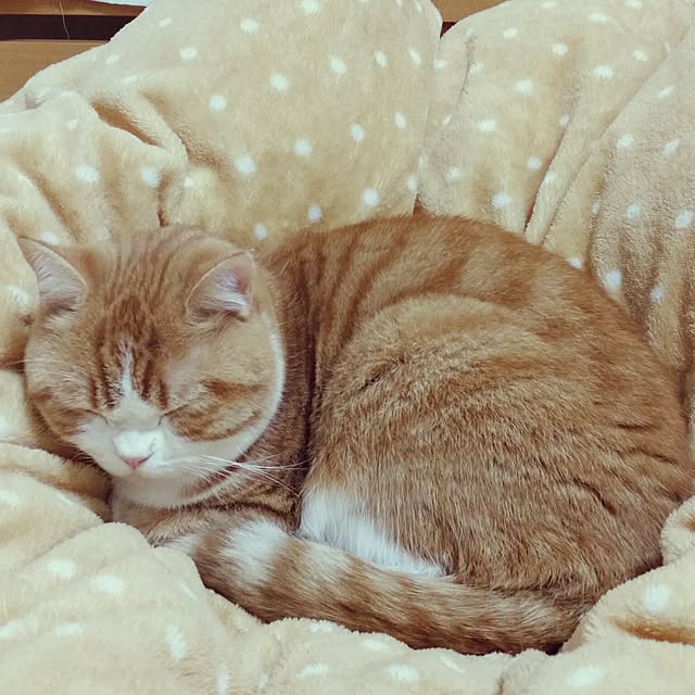 mi123さんの実例写真