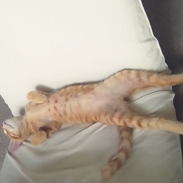 Shinobuさんの実例写真
