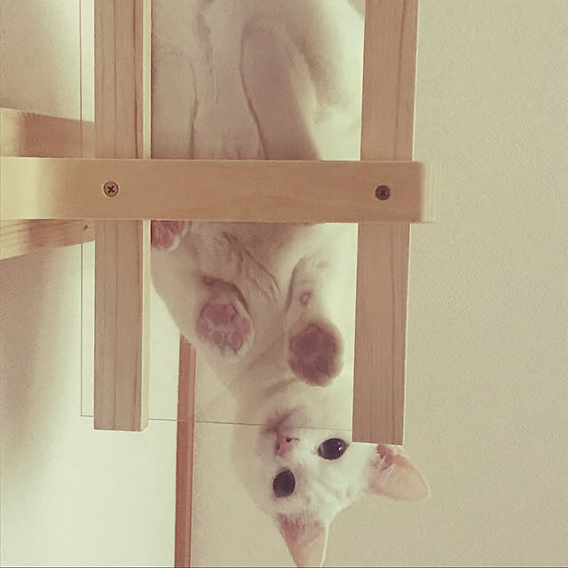 yuki48さんの実例写真