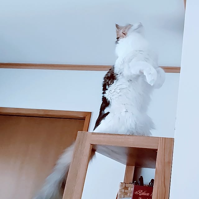 +CHIHARU+さんの部屋