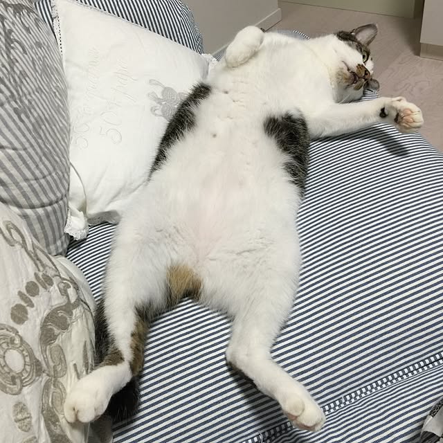 yuchiさんの実例写真