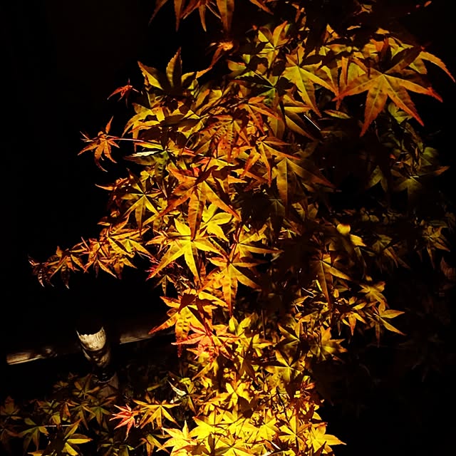 Tomokoさんの実例写真