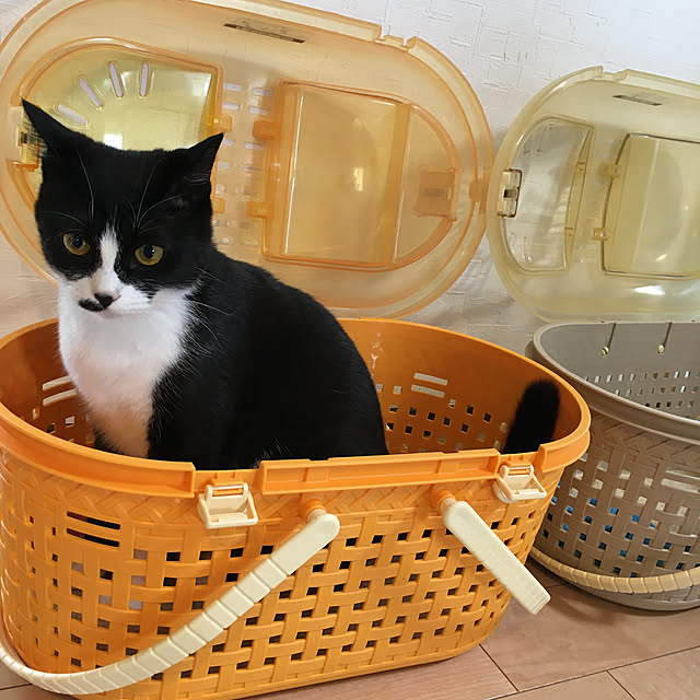 nekoさんの実例写真