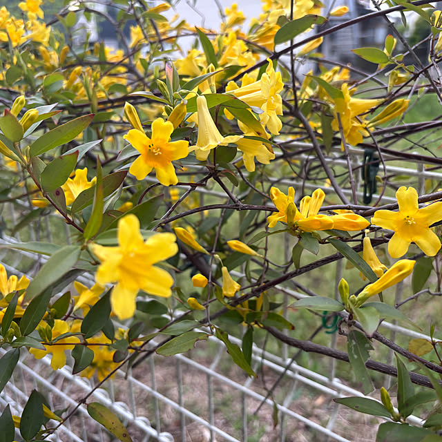 CoCo0617さんの実例写真