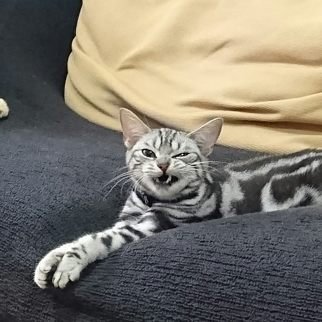CatClipさんの実例写真