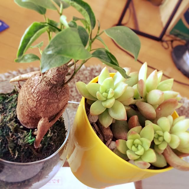 palulu1116さんの実例写真