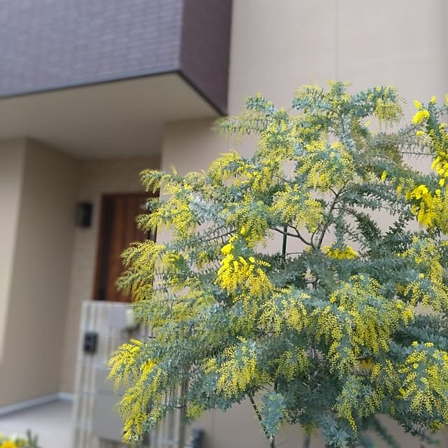 odecomaikoさんの実例写真