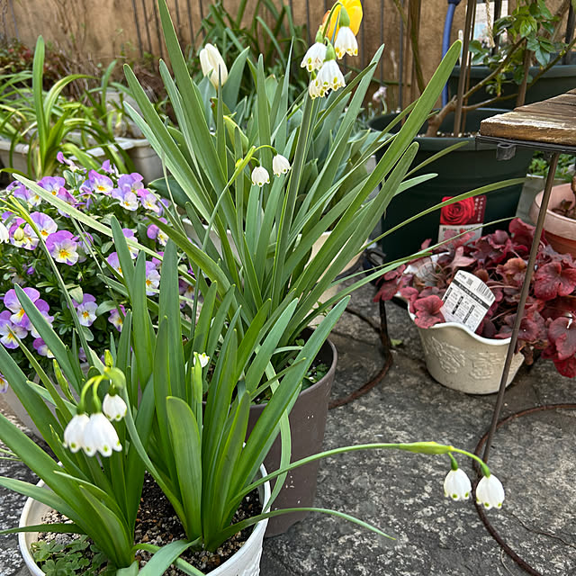 fumikoiさんの実例写真