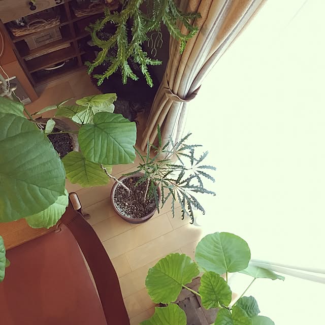 eriさんの実例写真