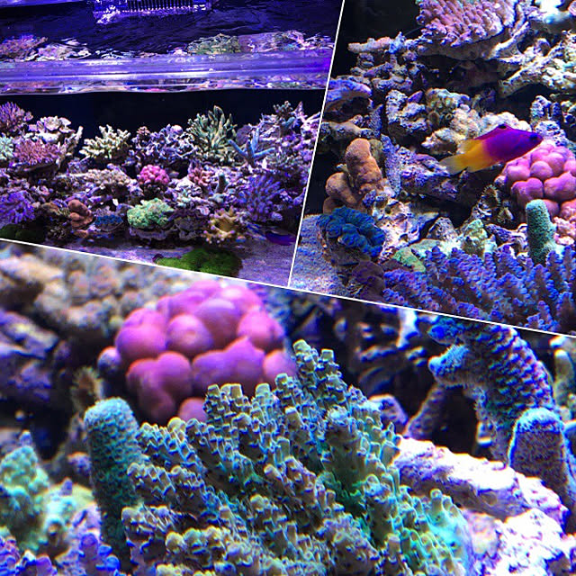 aquarium_seaさんの実例写真