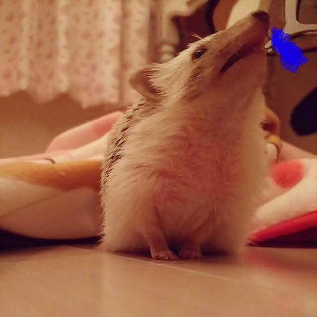kuruさんの実例写真
